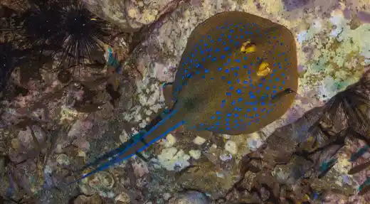 blue spotted ribbontail ray koh tao reef marine life echo divers kohtao thailand