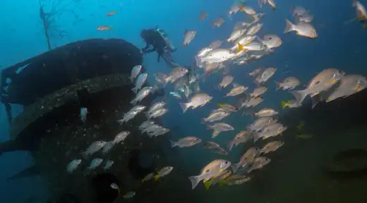 Scuba diver near the HTMS Sattakut tower surrounded by schooling fish in Koh Tao, Thailand