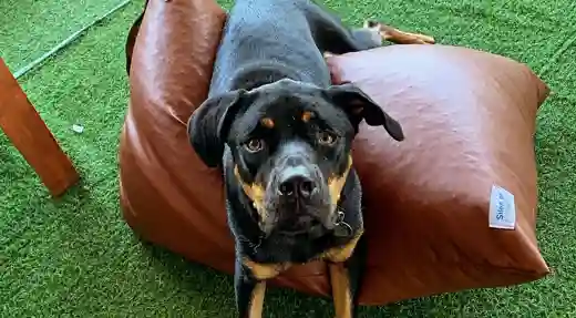 echo divers koh tao dive centre atmosphere friendly dog relaxed vibes kohtao thailand