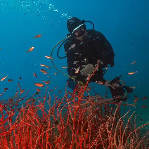 Scuba diver using a torch during a night dive with Echo Divers Koh Tao in low light conditions
