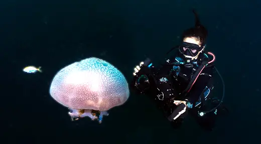 echo divers koh tao pro underwater videography jellyfish low light filming kohtao thailand