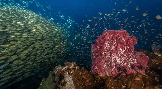 echo divers koh tao schooling fish coral reef underwater photography kohtao thailand