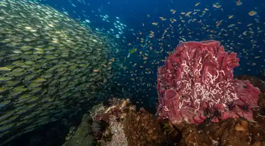 Large school of fish sweeping past a coral reef in Koh Tao photographed while diving with Echo Divers Koh Tao