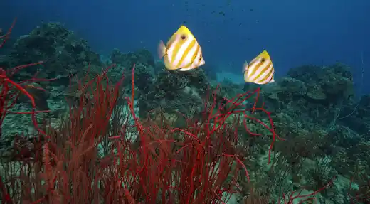 echo divers koh tao underwater videography coral reef fish kohtao thailand