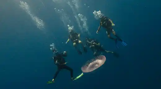  Group of Echo Divers Koh Tao fun divers descending beside a large jellyfish, photographed underwater by Liquid Light Studio. 
