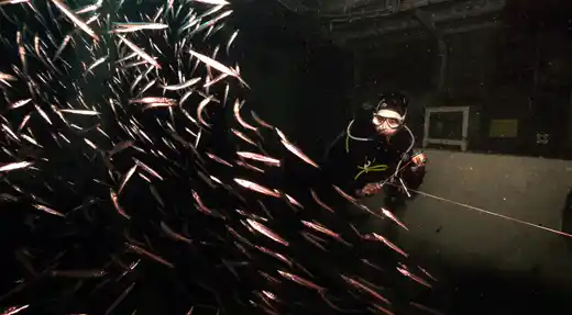  Diver exploring the interior of a wreck surrounded by a dense school of fish during a guided underwater video shoot in Koh Tao. 