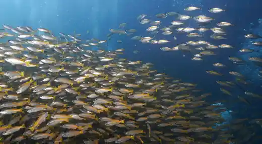 school of fusiliers blue water koh tao marine life echo divers kohtao thailan