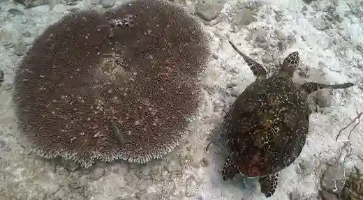 sea turtle coral reef koh tao marine life echo divers kohtao thailand