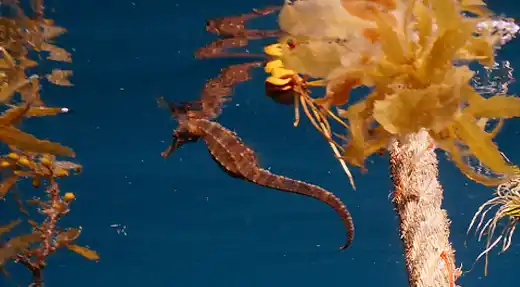 seahorse floating sargassum koh tao marine life echo divers kohtao thailand