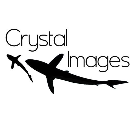 Crystal Images Koh Tao logo Crystal Images Koh Tao logo with whale shark silhouettes, Koh Tao, Thailand