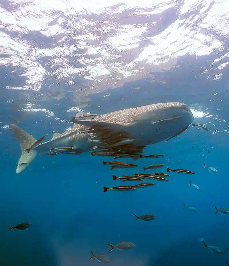 Whale shark swimming near the surface with remora fish, Koh Tao, Thailand