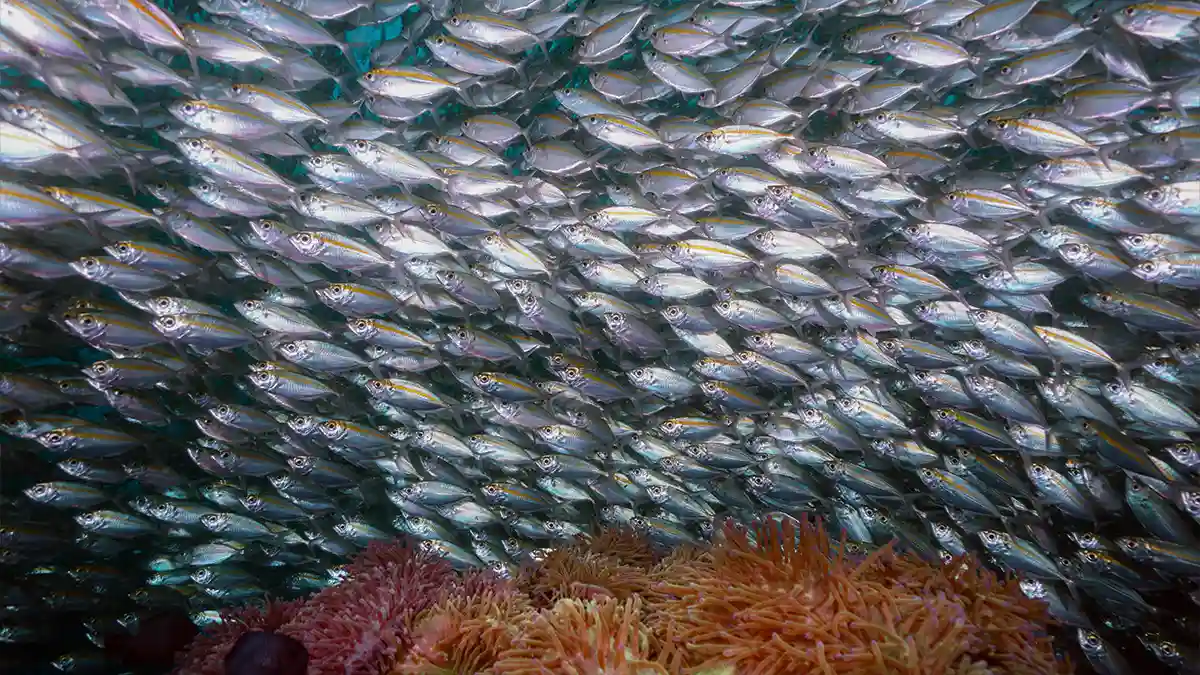 Dense school of silvery reef fish swirling above colourful coral and sea anemones, Koh Tao, Thailand